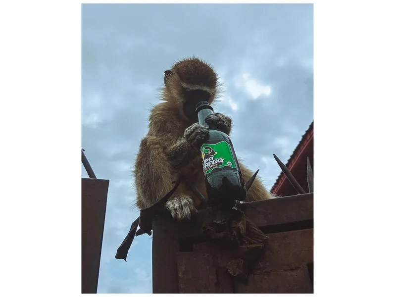 Monkey George